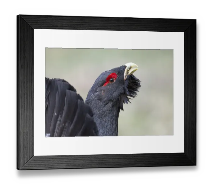Framed Print : Western Capercaillie (Tetrao urogallus) male calling