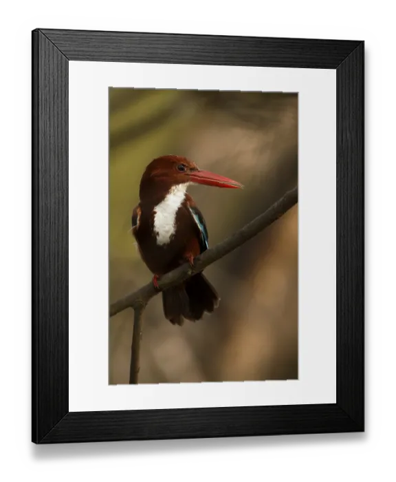 Framed Print : White-throated Kingfisher (Halcyon smyrnensis)