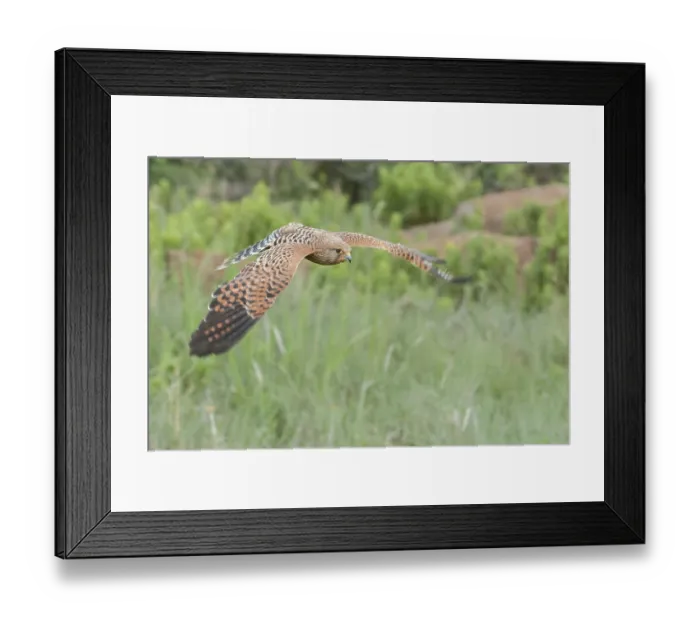 Framed Print : Greater Kestrel (Falco rupicoloides) captive Framed Print : Greater Kestrel (Falco rupicoloides) captive