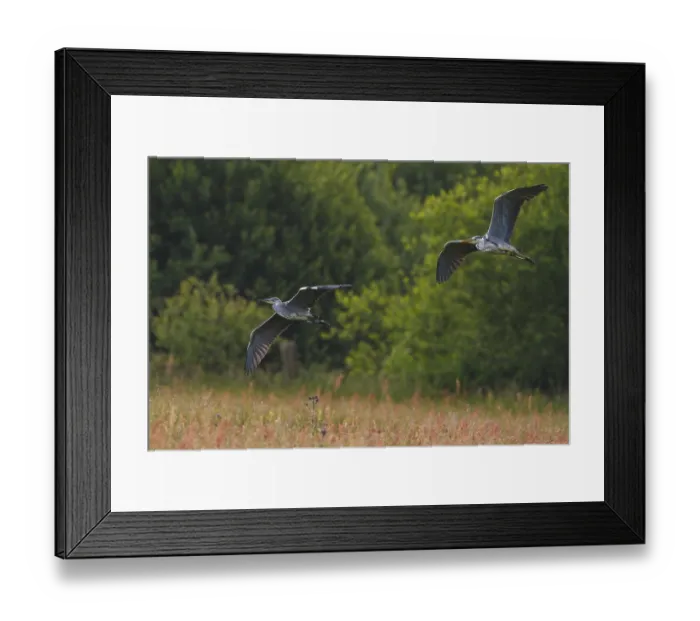 Framed Print : Grey Heron (Ardea cinerea) flying