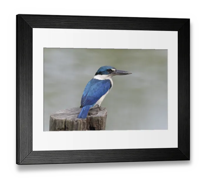 Framed Print : Collared Kingfisher (Todiramphus chloris)