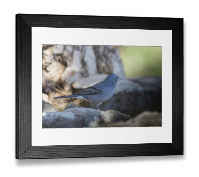 Framed Print : Blue Chaffinch (Fringilla teydea) male