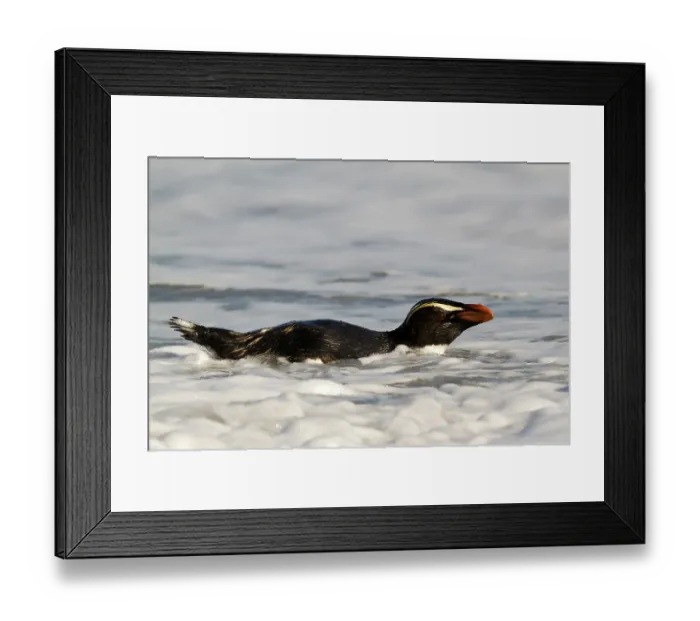 Framed Print : Fiordland Penguin (Eudyptes pachyrhynchus) Framed Print : Fiordland Penguin (Eudyptes pachyrhynchus)