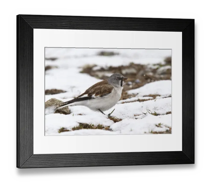 Framed Print : Snowfinch (Montifringilla nivalis) male Framed Print : Snowfinch (Montifringilla nivalis) male