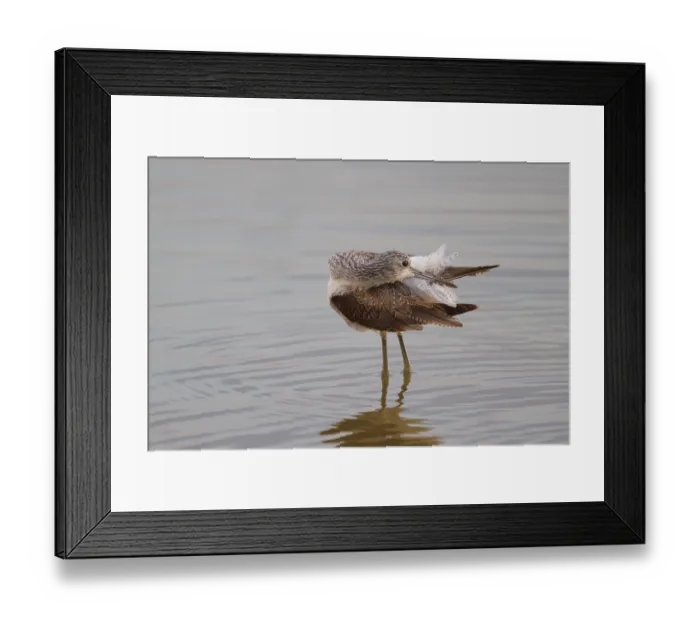 Framed Print : Common Greenshank (Tringa nebularia) preening
