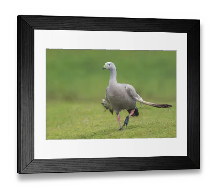 Framed Print : Cape Barren Goose (Cereopsis novaehollandiae)