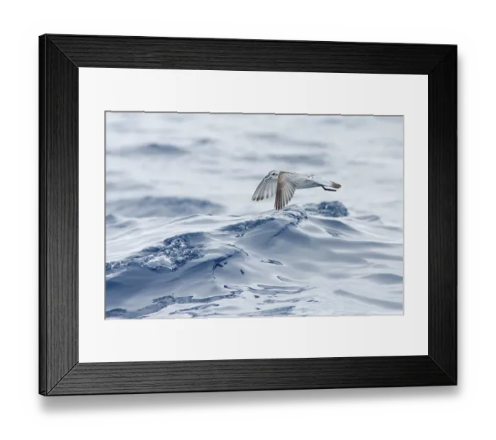 Framed Print : Fairy Prion (Pachyptila turtur) flying