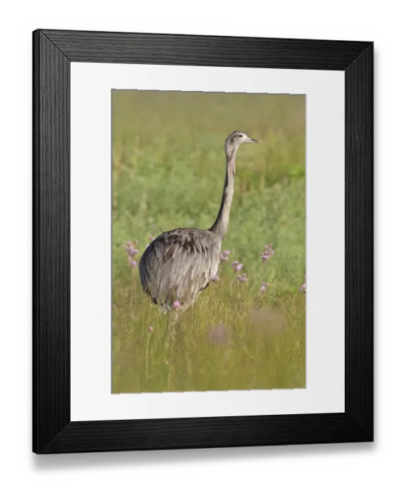 Framed Print : Greater Rhea (Rhea americana) perched on the ground in Bolivia Framed Print : Greater Rhea (Rhea americana) perched on the ground in Bolivia