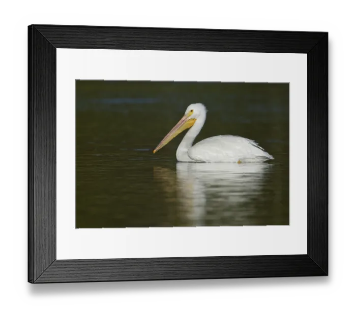 Framed Print : American White Pelican (Pelecanus erythrorhynchos) Framed Print : American White Pelican (Pelecanus erythrorhynchos)