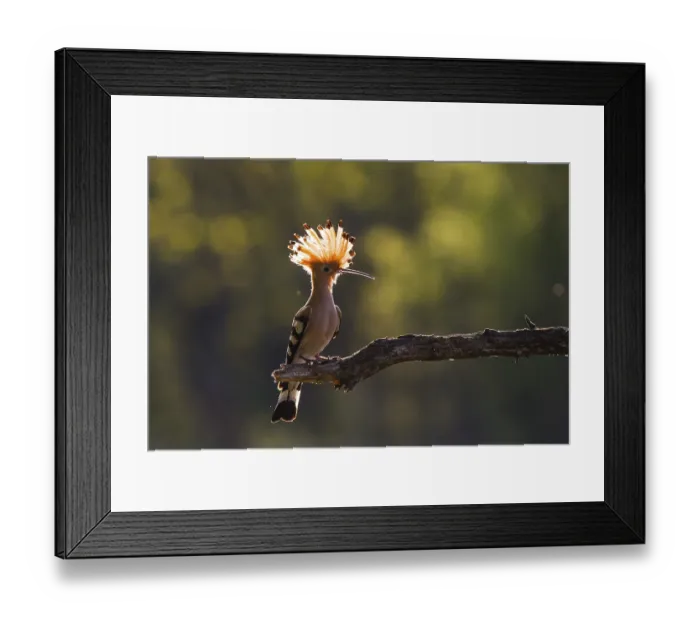 Framed Print : Eurasian Hoopoe (Upupa epops) perched on a branch Framed Print : Eurasian Hoopoe (Upupa epops) perched on a branch