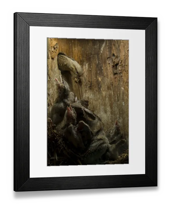 Framed Print : Eurasian Wryneck (Jynx torquilla) feeding chicks in nesting box