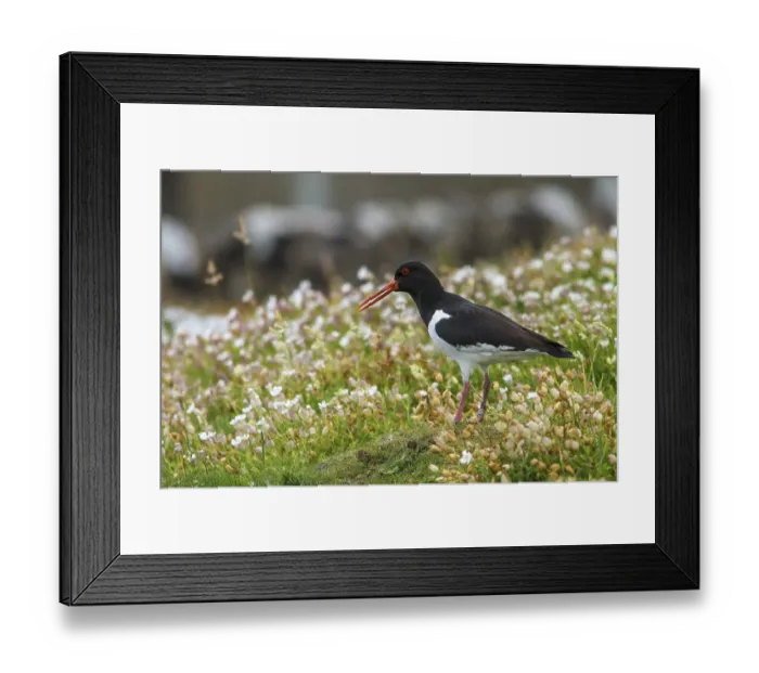 Framed Print : Eurasian Oystercatcher (Haematopus ostralegus) adult