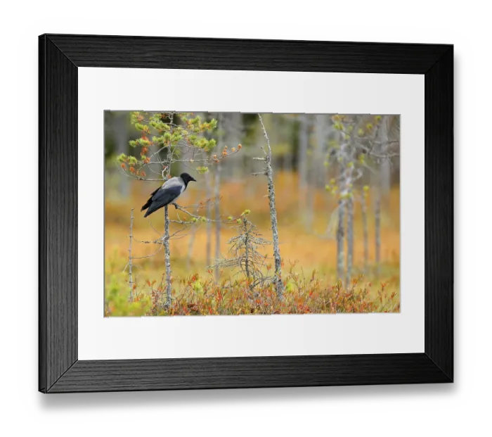 Framed Print : Hooded Crow, Corvus cornix, in orange forest leaves