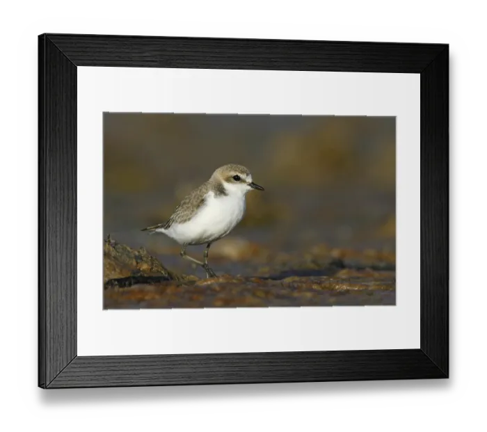 Framed Print : Red-capped Plover (Charadrius ruficapillus) Framed Print : Red-capped Plover (Charadrius ruficapillus)
