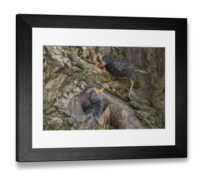 Framed Print : Common Starling (Sturnus vulgaris) feeding chick in nest with a cherry Framed Print : Common Starling (Sturnus vulgaris) feeding chick in nest with a cherry