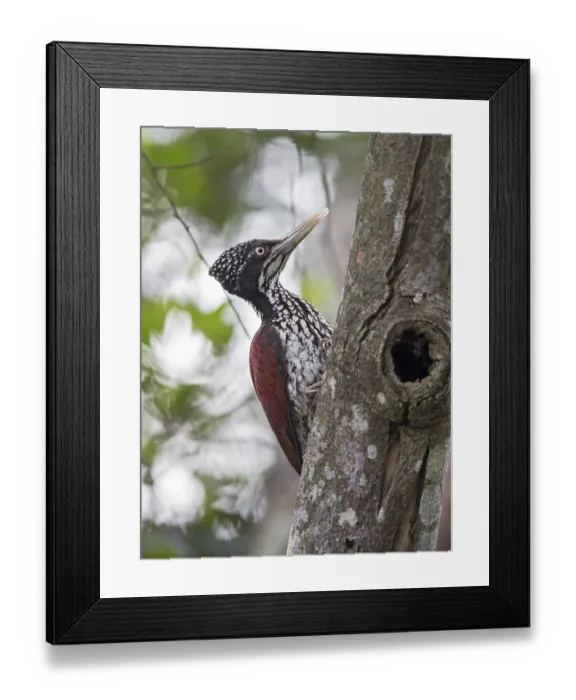 Framed Print : Greater Flameback (Chrysocolaptes guttacristatus) female