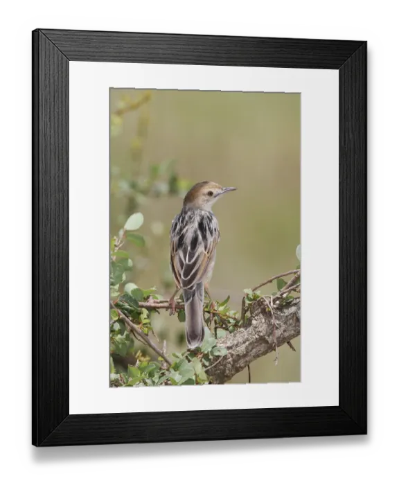 Framed Print : Winding Cisticola (Cisticola marginatus) Framed Print : Winding Cisticola (Cisticola marginatus)