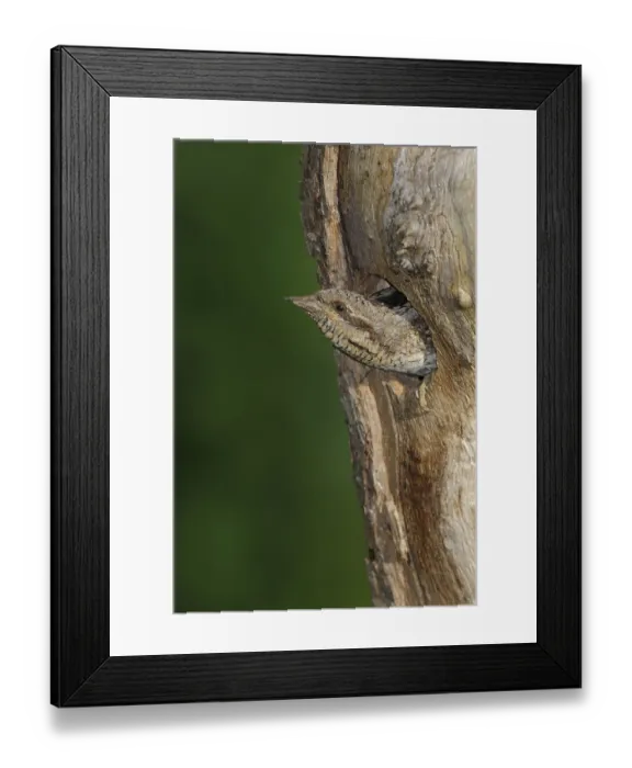 Framed Print : Eurasian Wryneck (Jynx torquilla) at nest hole Framed Print : Eurasian Wryneck (Jynx torquilla) at nest hole