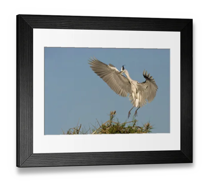 Framed Print : Grey Heron (Ardea cinerea), Camarque