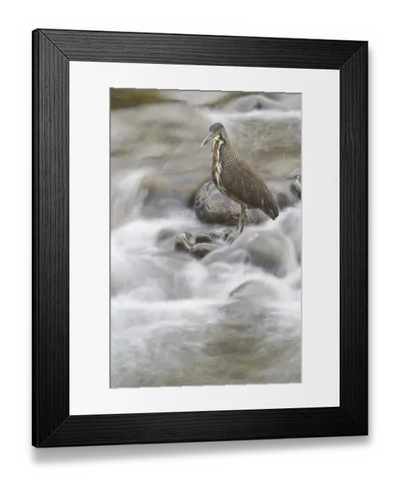 Framed Print : Fasciated Tiger Heron (Tigrisoma fasciatum) Framed Print : Fasciated Tiger Heron (Tigrisoma fasciatum)
