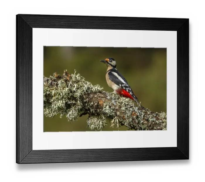 Framed Print : Great Spotted Woodpecker (Dendrocopos major) Framed Print : Great Spotted Woodpecker (Dendrocopos major)