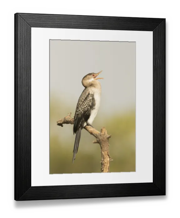 Framed Print : Reed Cormorant (Microcarbo africanus) Framed Print : Reed Cormorant (Microcarbo africanus)