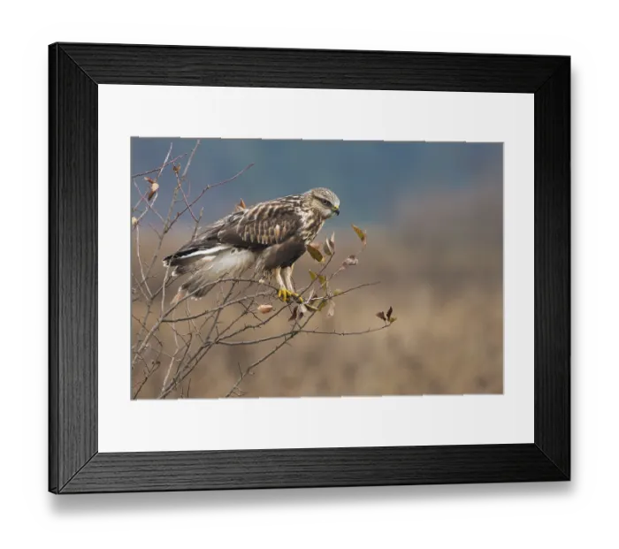 Framed Print : Rough-legged Hawk (Buteo lagopus) at Nanimo River Estuary