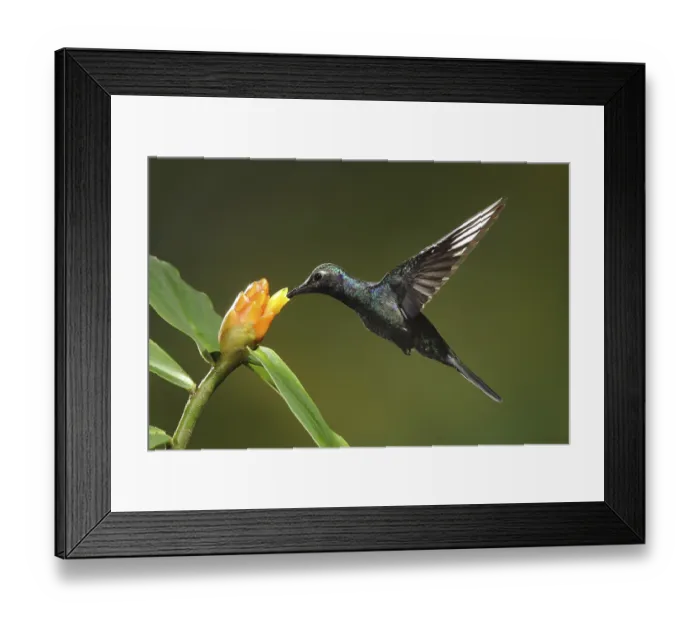 Framed Print : Violet Sabrewing (Campylopterus hemileucurus) female flying while feeding at a flower