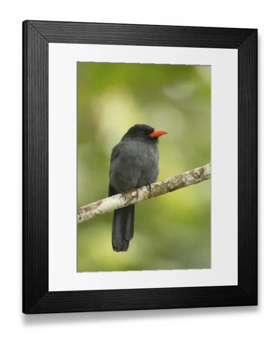 Framed Print : Black-fronted Nunbird (Monasa nigrifrons) perched on a branch in Ecuador