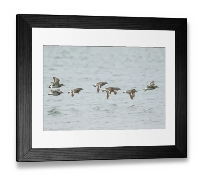 Framed Print : Surfbird (Aphriza virgata) feeding along a river in Nome