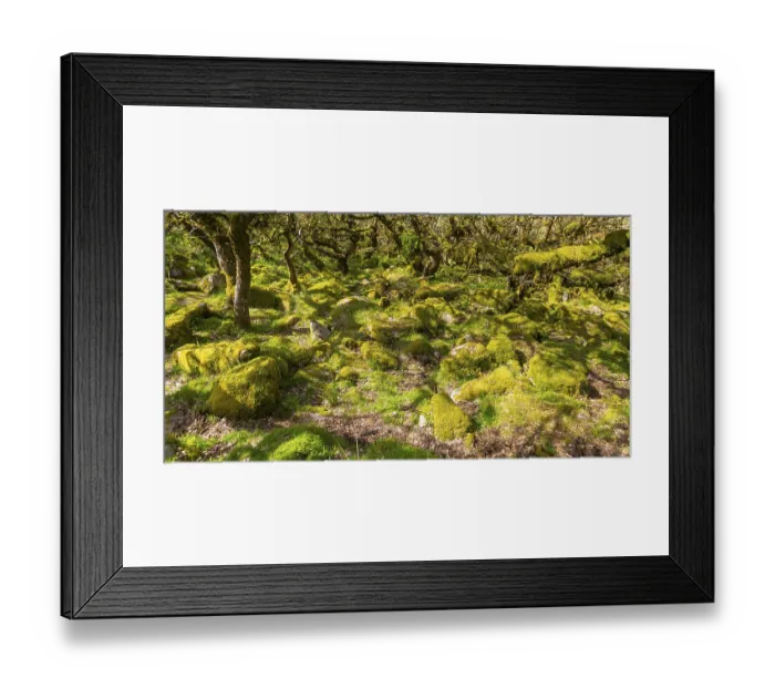 Framed Print : Trees in upland oakwood moss covered granite boulders
