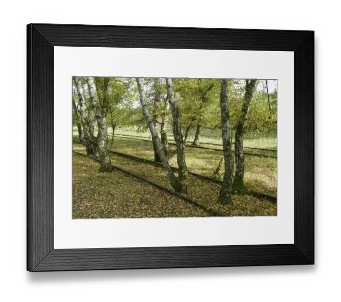 Framed Print : Birch trees, track road, Schoeneberger Suedgelaende nature Park