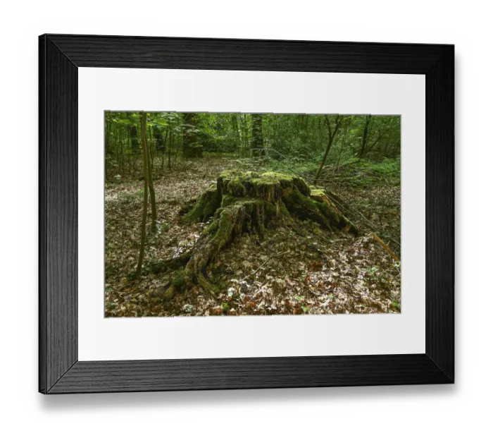 Framed Print : Tree stump, forest, Weserbergland
