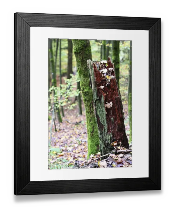 Framed Print : Sauerland. Forest in autumn