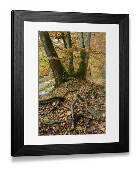 Framed Print : Beech in autumn, Wutach gorge, Black Forest