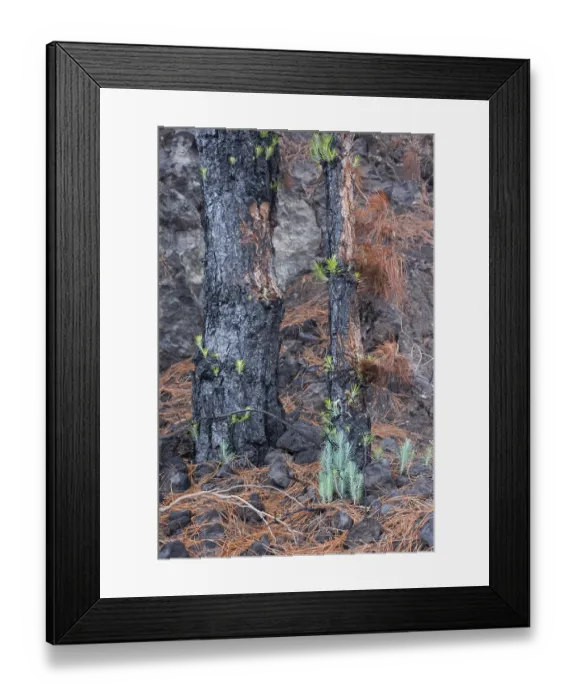 Framed Print : Canary Island pine (Pinus canariensis) to forest fire Framed Print : Canary Island pine (Pinus canariensis) to forest fire