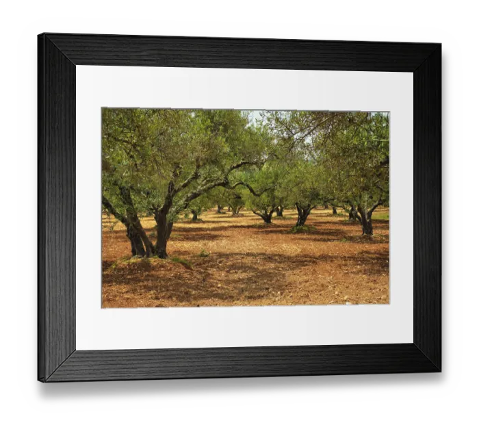 Framed Print : Olive trees (Olea europaea) grove in Crete Framed Print : Olive trees (Olea europaea) grove in Crete