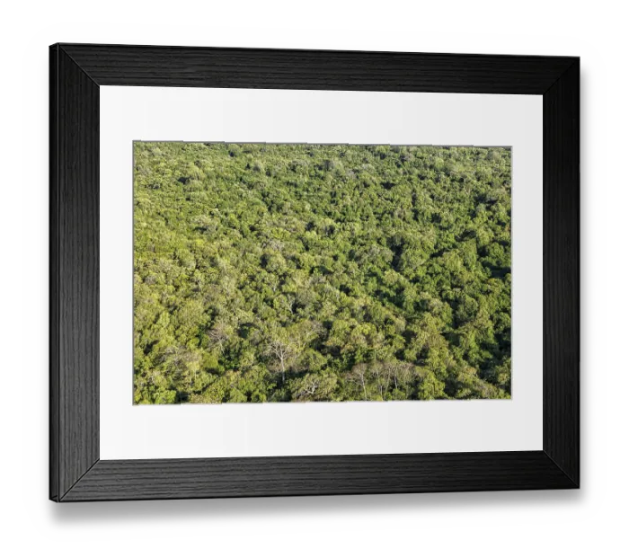 Framed Print : Aerial view of tropical forest trees. Sri Lanka