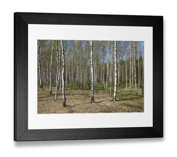 Framed Print : Birch grove in spring