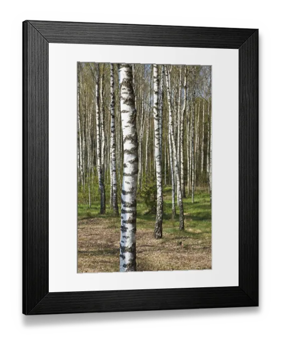 Framed Print : Birch grove in spring Framed Print : Birch grove in spring
