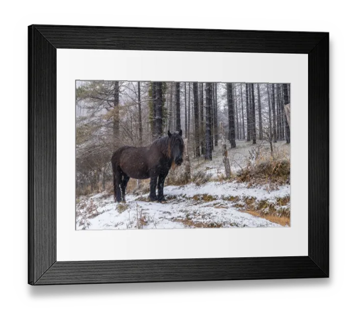 Framed Print : Wild horses in the aizkorri mountain of gipuzkoa Framed Print : Wild horses in the aizkorri mountain of gipuzkoa