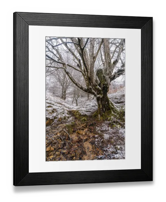 Framed Print : Beautiful and giant beech trees in the forest of Mount Aizkorri in Gipuzkoa Framed Print : Beautiful and giant beech trees in the forest of Mount Aizkorri in Gipuzkoa