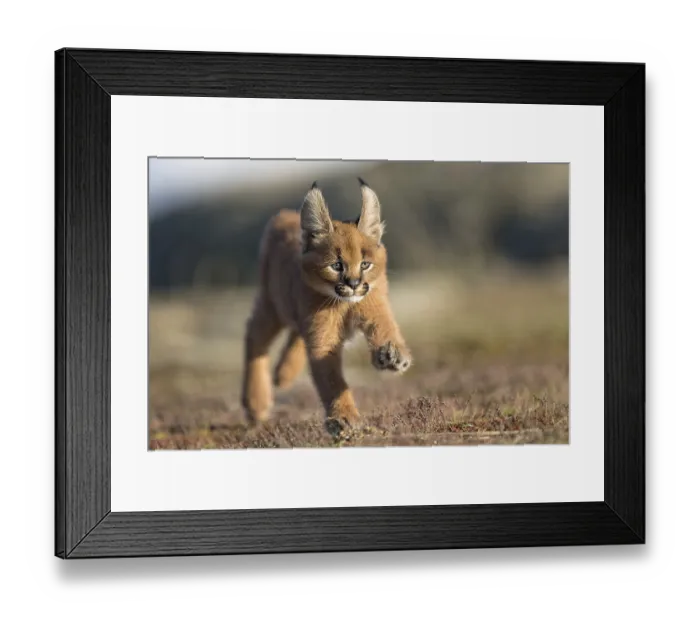 Framed Print : Caracal (Caracal caracal) cub running and jumping Framed Print : Caracal (Caracal caracal) cub running and jumping