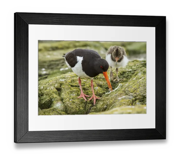 Framed Print : Eurasian Oystercatcher (Haematopus ostralegus) adult and chick Framed Print : Eurasian Oystercatcher (Haematopus ostralegus) adult and chick