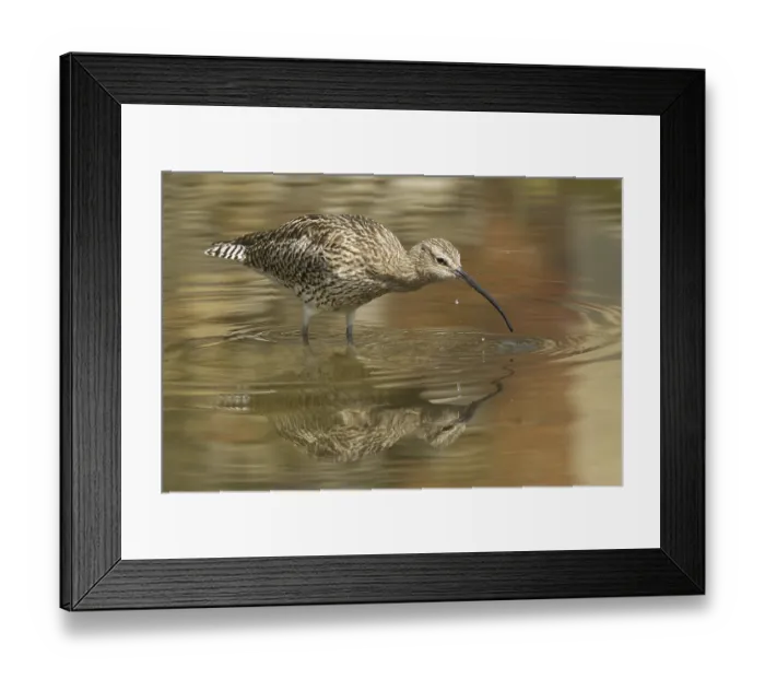 Framed Print : Eurasian Curlew (Numenius arquata) Framed Print : Eurasian Curlew (Numenius arquata)