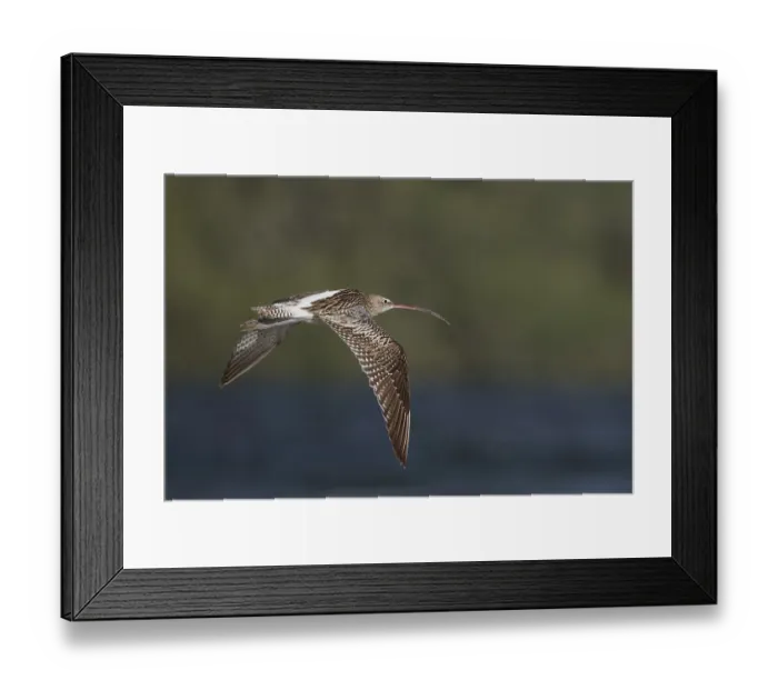 Framed Print : Eurasian Curlew (Numenius arquata orientalis)