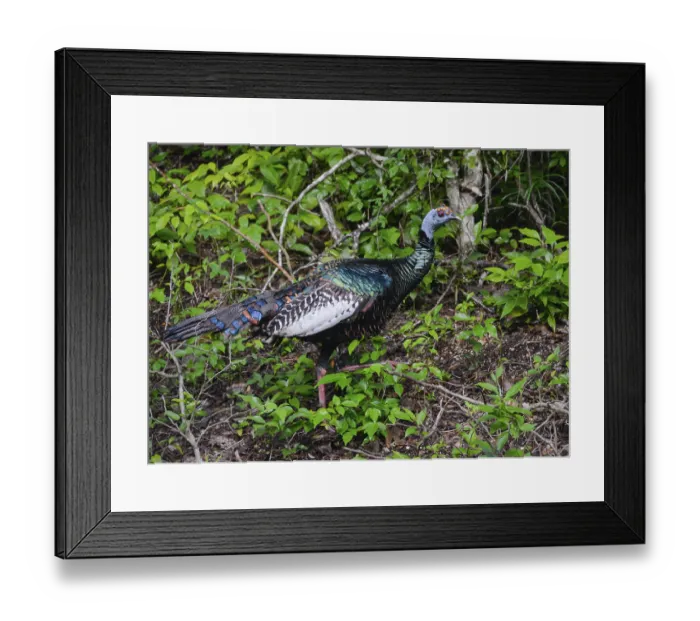 Framed Print : Ocellated turkey (Meleagris ocellata)