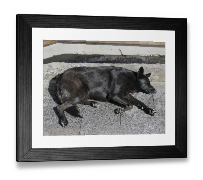 Framed Print : Tired street dog sleeping in the sun