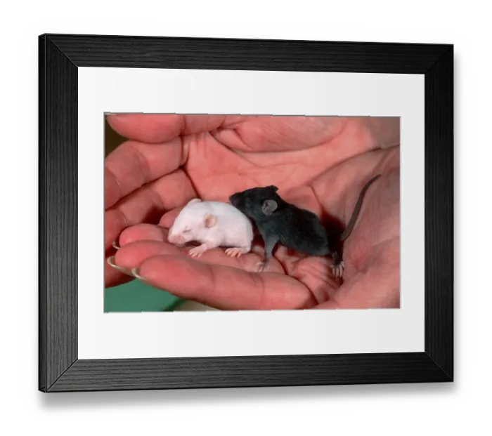 Framed Print : Young House Mice (Mus musculus) in hand