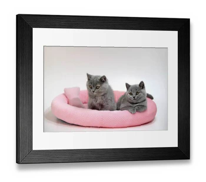 Framed Print : British Shorthair cats, kitten
